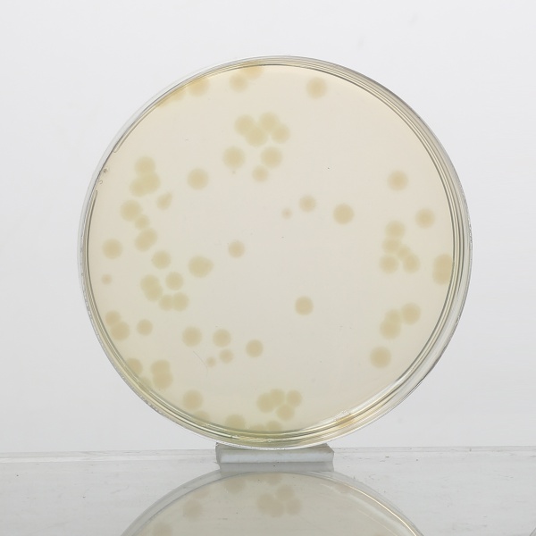 Mueller Hinton Agar