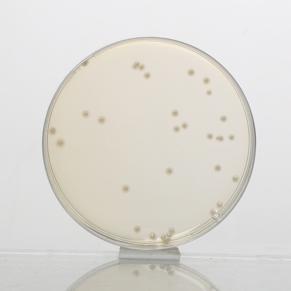 Mueller Hinton Agar