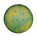 TCBS Agar