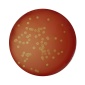 Columbia Blood Agar Base